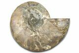 Cut & Polished Ammonite Fossil (Half) - Madagascar #347828-1
